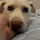 [입양홍보] 귄있는 볼매 순둥이 테스의 가족을 찾아요🐾