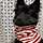 <b>진돗개</b> 7개월정도면 사이즈 몇 입어야해??