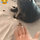 고양이들이 친근함을 표현하는 방법.gif