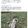 <b>태국</b> 토종 고양이