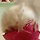 용과 먹다가 걸린 고양이.gif