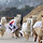 태극기옷 입고 달리는 알카파들