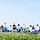 🌾🌾🌾내 사랑이 겨우 이것밖에 안 돼….🌾🌾🌾헤비해져만 가는 💎세븐틴 라이트💎 달글 3차🫶🏻