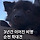 2-3년간 폭행을 당해온 <b>순천</b> 학대견 강아지 (구조함!!!)