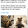 [홍보] <b>진도</b>믹스 밤톨이 가족찾아요~~~