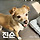 입양 잘가는 유기견 특 +유기견 단기임보🐶