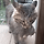 <b>보은</b>으로 두더지 주워 온 고양이.gif