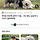헐 삽살개 <b>진돗개</b>보다 큰거 알았어…???