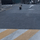 <b>도봉</b>구는 진짜 너구리 천국인듯