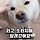 얘 <b>진돗개</b>야????