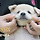 <b>진돗개</b> 매력 쩌는거 같아