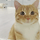 엄마 껌딱지하다가 꼬부랑수염된 고양이 동글이(+소즁한 영구치구경) .gif