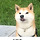 <b>진돗개</b>와 시바견 차이.jpg