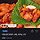 <b>춘천</b>닭갈비 닭다리살 500g 2팩 17900원 무배