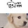 강아지 표정변화