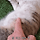 아깽이들 대신 만져드립니다.gif