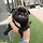 앙증맞게 꼬리 흔드는 강아지.gif