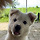 [입양홍보] 1m 목줄이 세상의 전부였던 3개월 아기, 오월이🐾