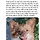 오늘 <b>대만</b>분이 왕왕이 마을 다녀왔대
