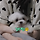 리센느 이 강아지 왜 거제에 안 있고 <b>서울</b>에 있어??