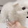 비닐이 발에 붙은 강아지