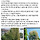 서울 <b>종로</b> 부암동 유명 미술관에서 사유지 은행나무에 제초제를 주입해 고의적으로 고사시킴