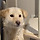 [임보처구함/입양홍보] 순둥순둥 토루 가족 찾기 프로젝트 🐾