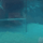 보면 이미지 확 깬다는 악어 모습 gif