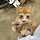 <b>진돗개</b> 집에서 고양이 꺼내놨는데 다시 들어갔어 ㅠㅠ왜저래??