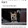 한국의 토종견 <b>진돗개</b> 특징 알아보기