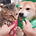 강아지 고양이 간식 다르게 만드는이유.gif