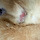<b>집사</b>여시들 ㅜ 우리 냥이 땅콩밑에 상처남