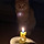 우리고양이 항암중인데 오늘 생일이야! 암 다 사라지라고 응원해주라!!