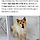 [가족] 번식장서 턱살 분리된 채 살던 믹스견, 사랑둥이로 변신