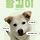 안락사 직전에서 구조한 인천 서구16천사 임시보호 해주세요🐶