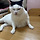 서울 <b>강동</b>구 고양이쉼터에서 봉사자를 구합니다 😭