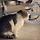 추워서 입김 나오고 콧물까지 흘리는 냥이.gif