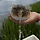 복어 원래 크기.gif