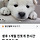 생후1개월 <b>진돗개</b> 봐주실분 구해요 ㅠ