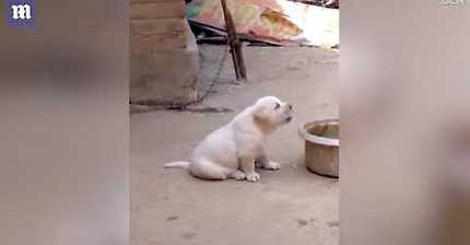 닭한테 우는 법을 배운 강아지 | 인스티즈
