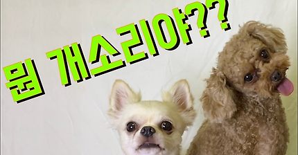 강아지가 반응하는소리 모음 | 인스티즈