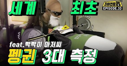 펭귄과 대머리가 운동하는 헬스장이 있다?!.jpg | 인스티즈