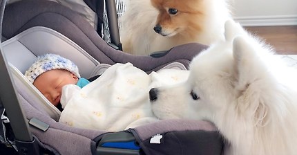 강아지들이 갓난아이를 보는 표정 | 인스티즈