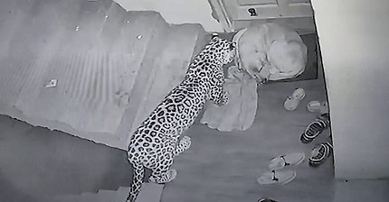 Leopard attack dog at my Home.Shanan,Sanjauli, Shimla (Original )