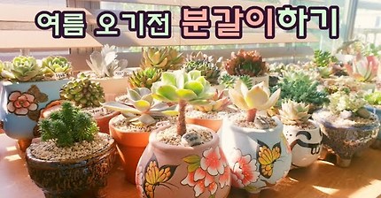 여름오기전 미뤄놨던 다육이 분갈이 하기 🏖🌵