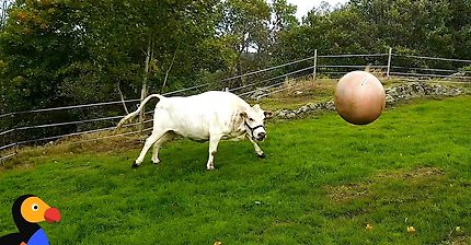 사람과 공놀이하며 행복해 하는 소 | 인스티즈