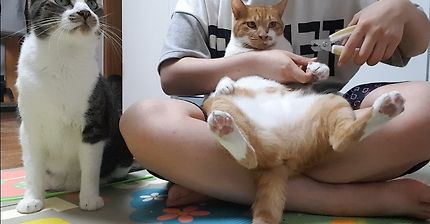 22마리 고양이들 발톱깎기 넘나 쉬운것
