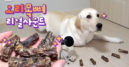 ? 오리 목뼈 ? 리얼사운드 ♪ 오독오독 수제간식 강아지 먹방 ?