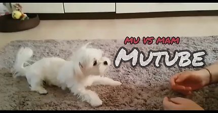 [MuTube]엄마한테 말대꾸 하는 강아지/말티즈/대드는강아지/귀여워ㅋㅋㅋ