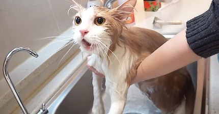 거대 고양이 목욕 대작전 (목욕 중 말문 트인 고양이) [ 크림에스테틱 ]